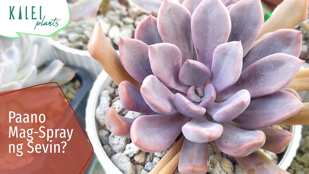 Sevin Insecticide sa Succulents / Kailan + Paano Gagamitin? / Kalei Plants Recap