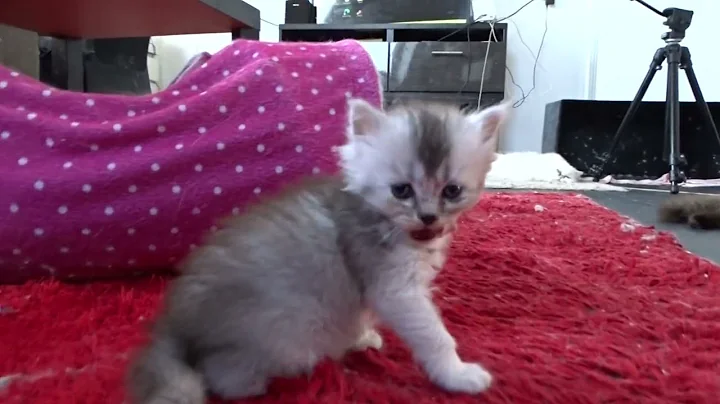 Watch the video about Funny ragdoll kittens 35 days old #ragdolls #ragdollkitten #persiancat