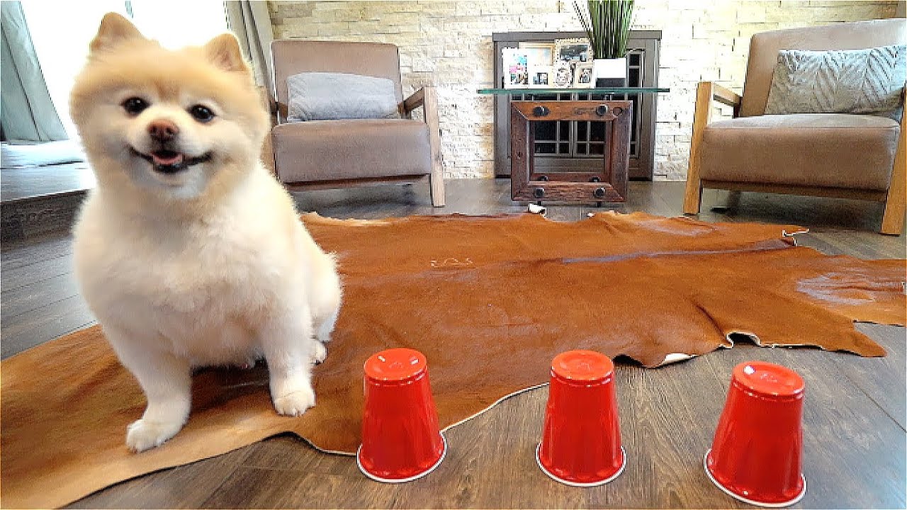 How Smart Are Pomeranians