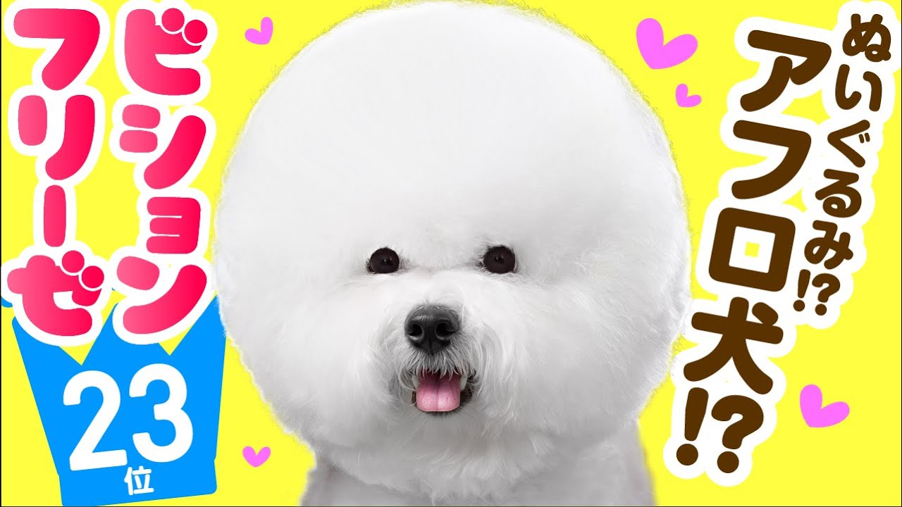 人気23位 ビション フリーゼってどんな犬 子犬の価格や性格 寿命 飼いやすさは カワイイ動画でチェック Youtube