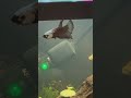 POV: Your Samurai Betta Finds an Algae Wafer 😂🐟 #shorts