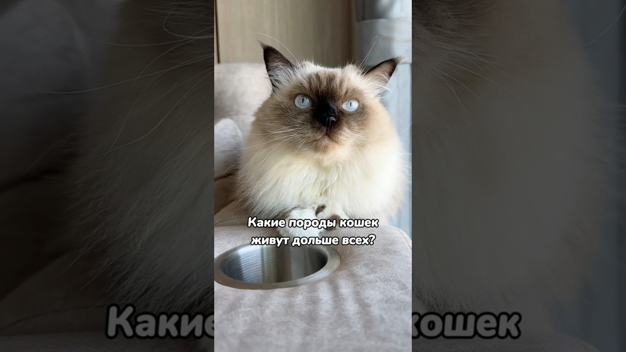 Породы кошек долгожителей 😻