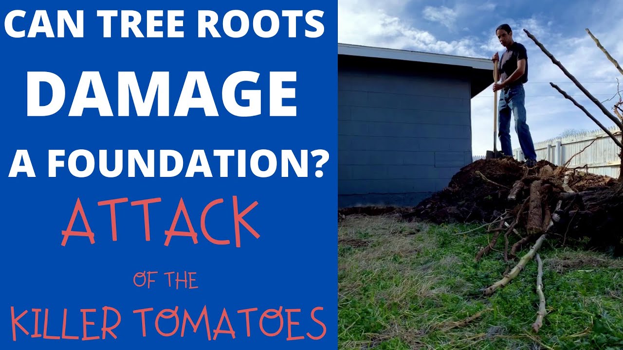Can Tree Roots Damage A Foundation? Attack Of The Killer ...