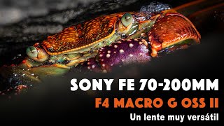 SONY FE 70-200 mm F4 MACRO G OSS II - un lente muy versátil