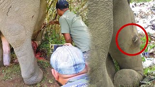 Abscess Popped from Elephant&#39;s Leg; Timely Treatment from Kind Humans Made Him Live Again