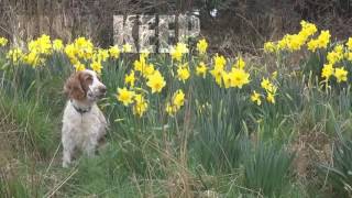 Dog Mep - Shut Up And Dance (Sisi Amber)