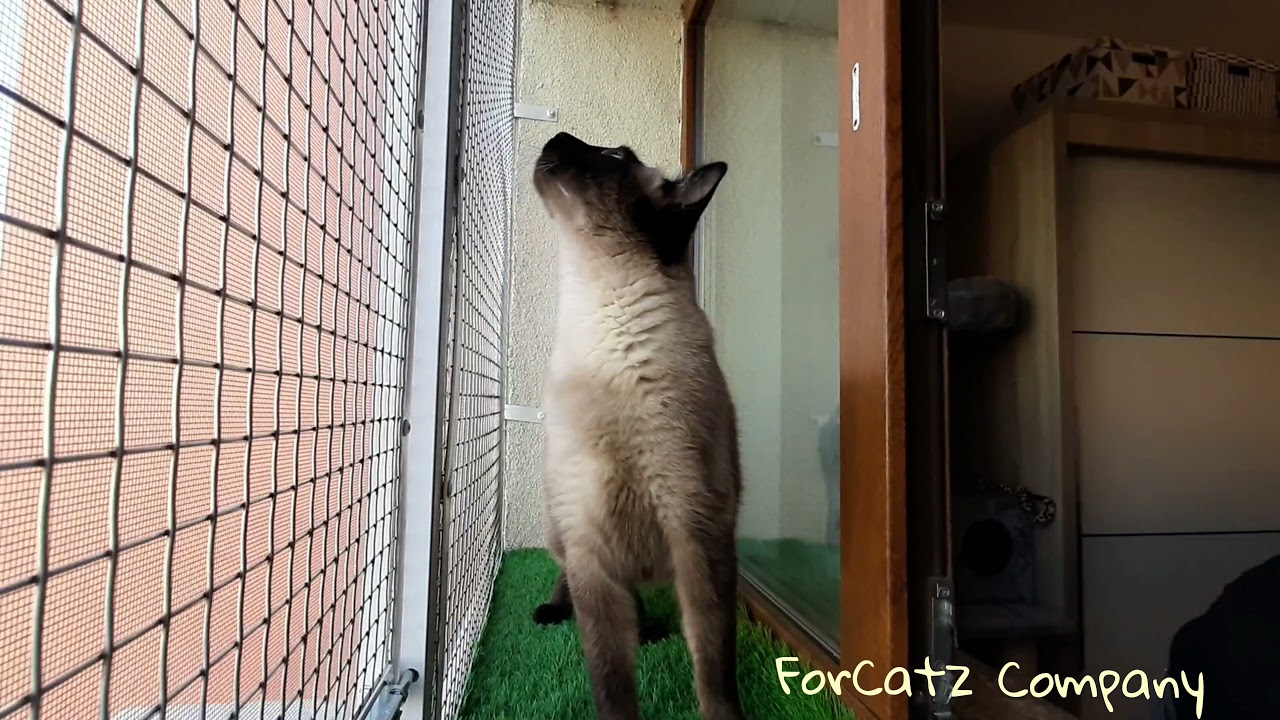 Pisoiul nostru inspecteaza noul balconas - ForCatz Plase Pisici