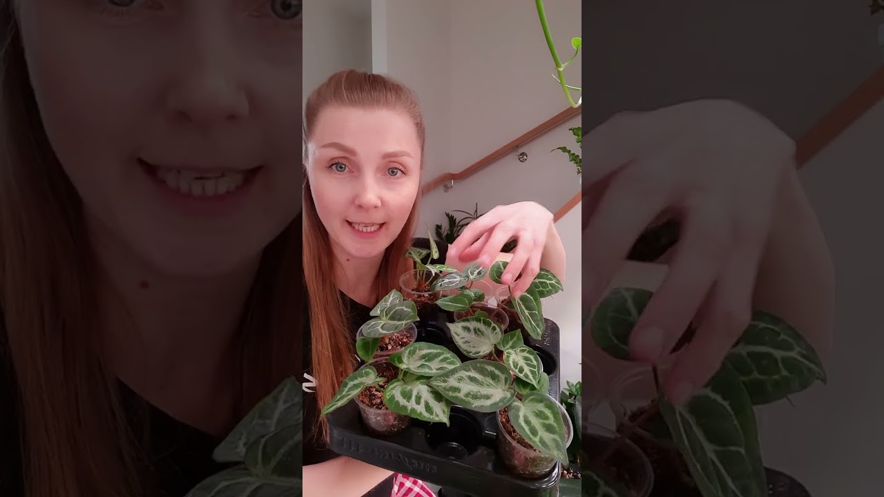 Антуриум Сильвер Блаш после пересадки / Во что посадить? /  Мой рецепт грунта