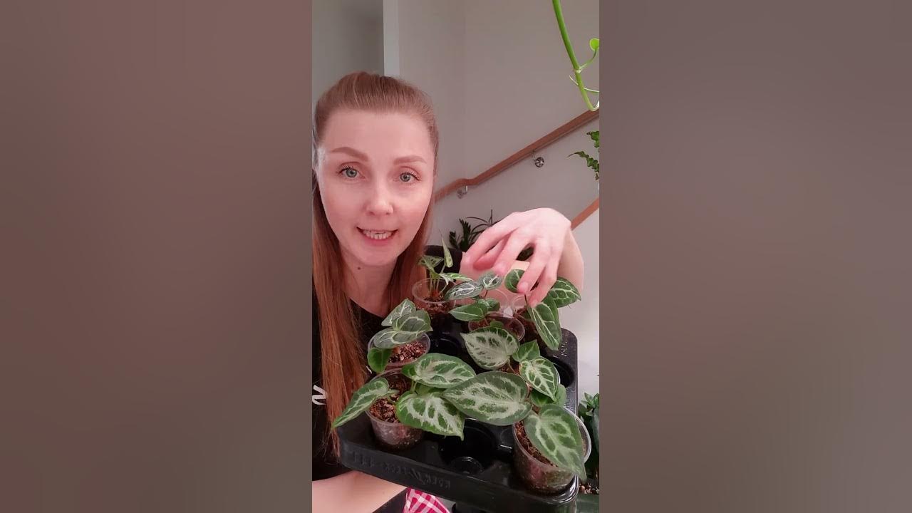 Антуриум Сильвер Блаш после пересадки / Во что посадить? / Мой рецепт ...