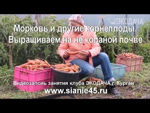 Морковь и другие корнеплоды.