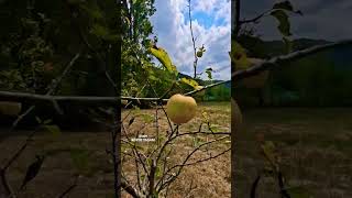 Köy günlüğü.#köydeyaşam #shorts #köyhayatı #anadolu #villagelife #subscribe #türküler #keşfet