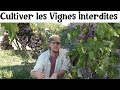 La Vigne de A à Z (presque)