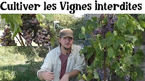 Quand les vignes ont des feuilles ?