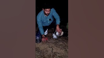 3 Snakes Part 02 #prathamesh #prathameshsirsat #snake #kingcobra #cobra #naag #gehuan