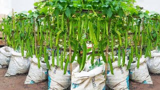 Tips for using kitchen waste to grow dragon beans for extremely large, crunchy fruits