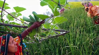 Fish curry  Bangladesh Traditional Life Style  Village Food by Grandmother