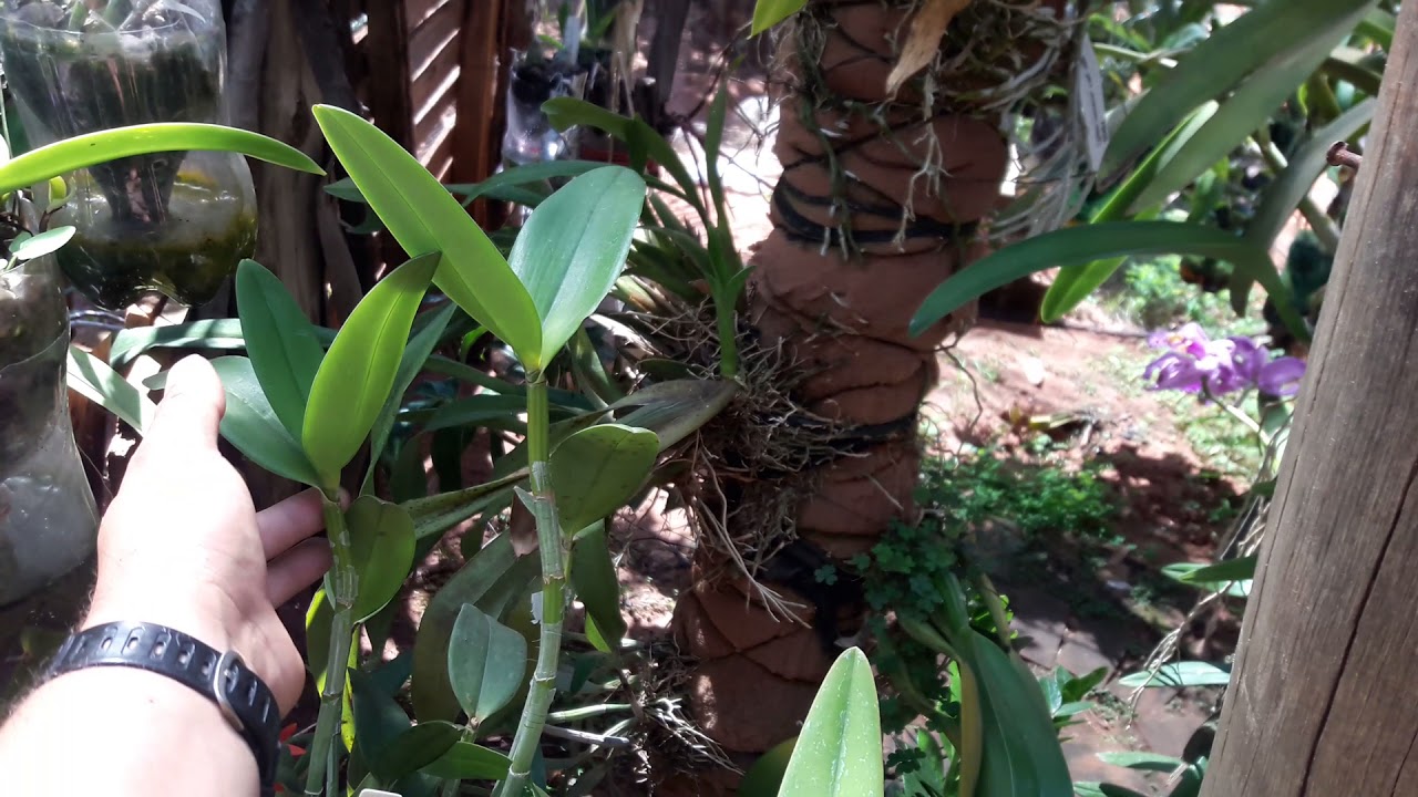 O raro e melhor vaso para orquideas....o xaxim YouTube O raro e melhor vaso para orquideas....o xaxim YouTube