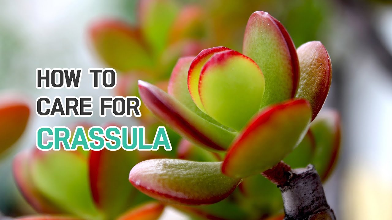 best-tips-how-to-care-for-crassula-succulents-youtube