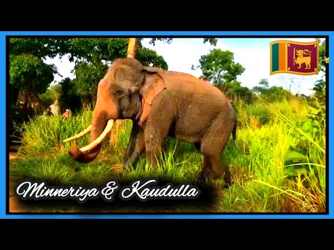 Tuskers, Giants & Calves 🌿🐘😍 Minneriya 🐘 Sanctuary | Sri Lanka 🇱🇰💚
