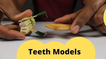 Teeth Models | ThinkTac | DIY Science