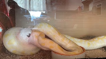 Burmese python eating rabbit.