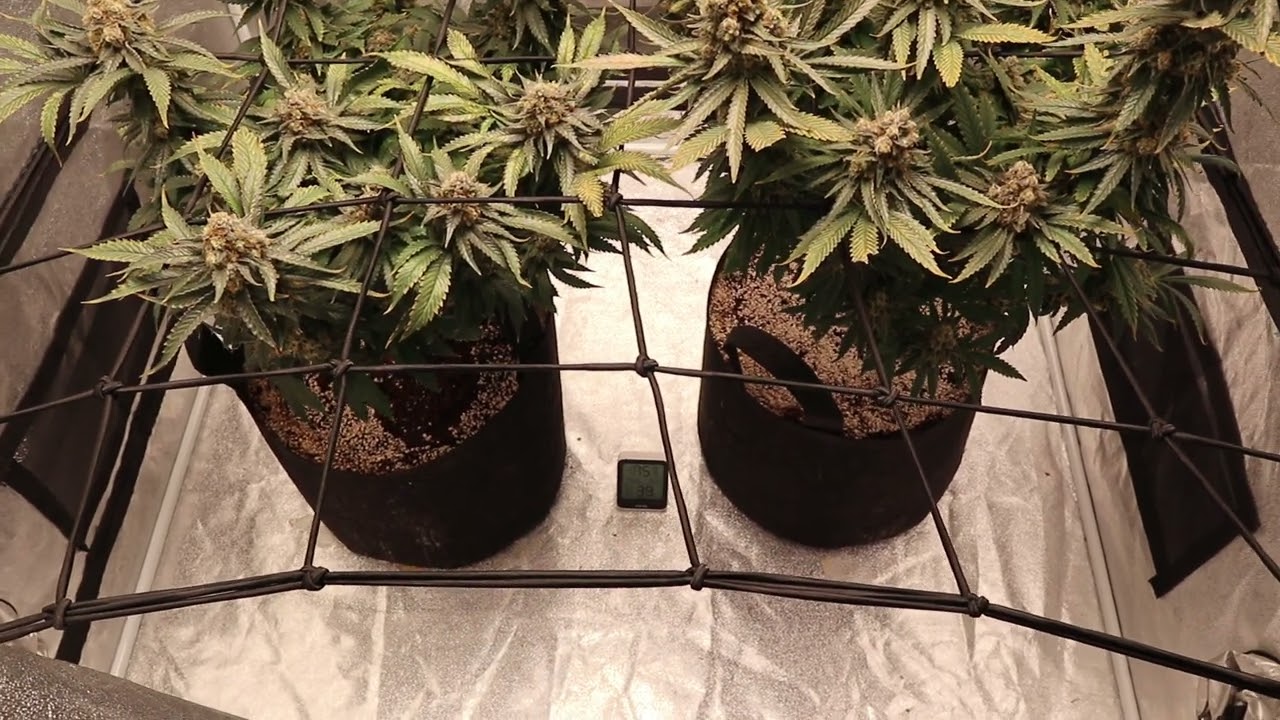 Indoor Grow Series Pt13