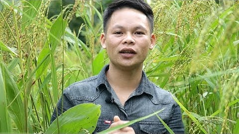 Lúa Nương Nền Nông Nghiệp Của Người Dao Gần Như Được Giấu Kín | Khám Phá Văn Hóa Yao Việt