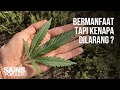 FAKTA ILMIAH DAN MANFAAT DI BALIK GANJA