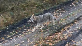 Wolfsrudel in Deutschland aus nächster Nähe