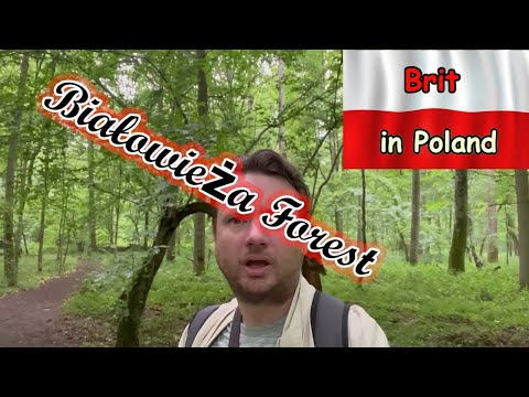 Białowieża Forest - The oldest forest in Europe!