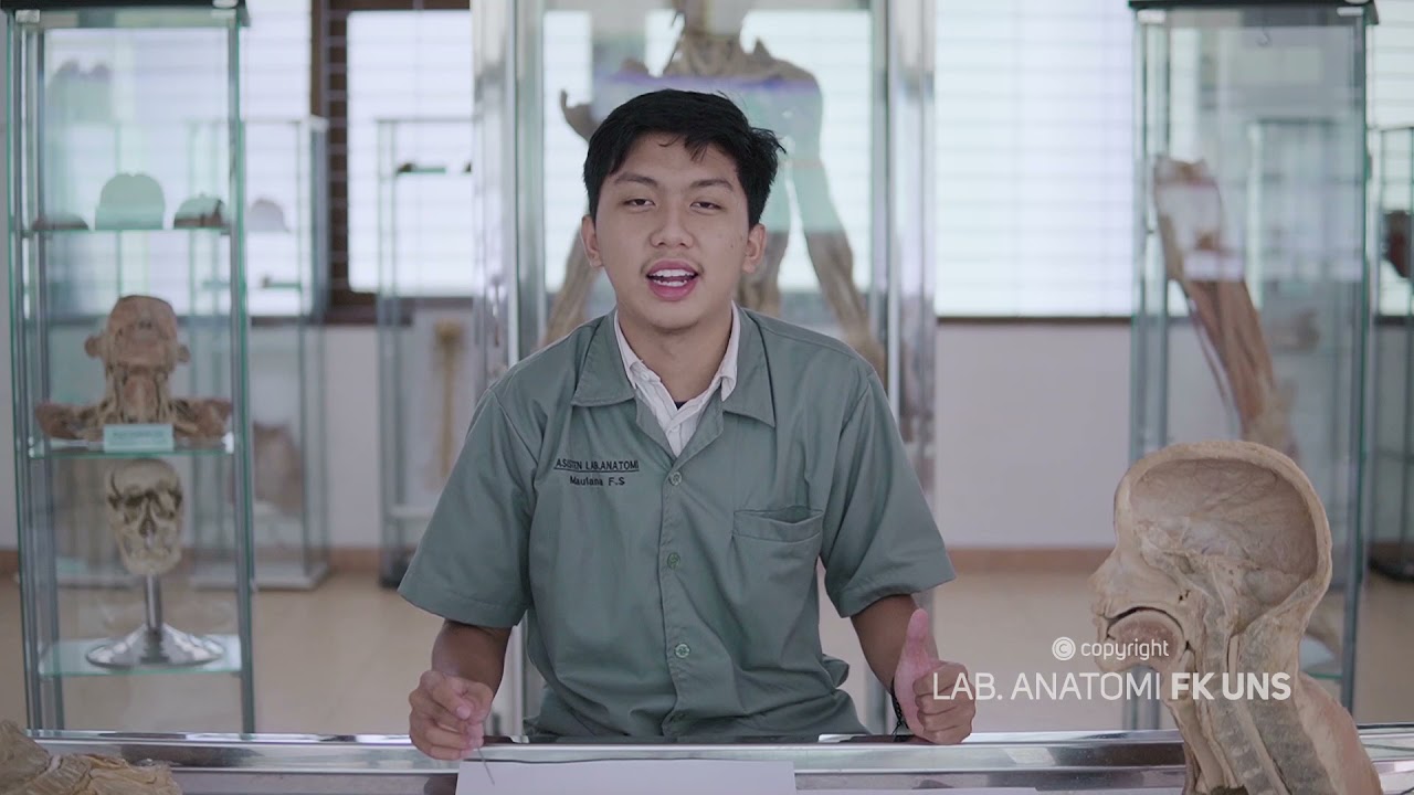 Anatomi Systema Respiratorium : Pharynx