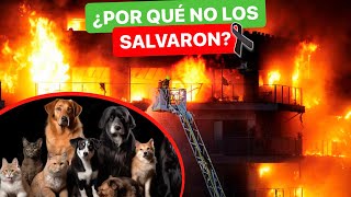 48 PERROS y 36 GATOS FALLECIERON en el INCENDIO de un EDIFICIO en Valencia ⚠ ¿Pudieron salvarse?