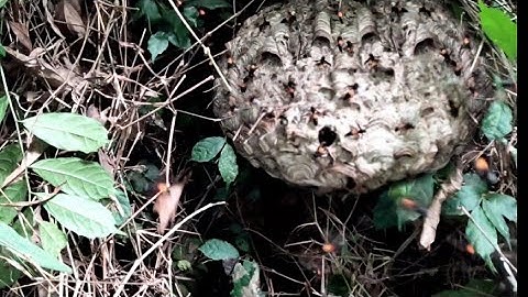 cận cảnh bắt tổ ong vò vẽ khủng giữa mùa