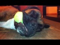 Boxer Dog Asleep With Ball in Mouth! Brock the Boxer!