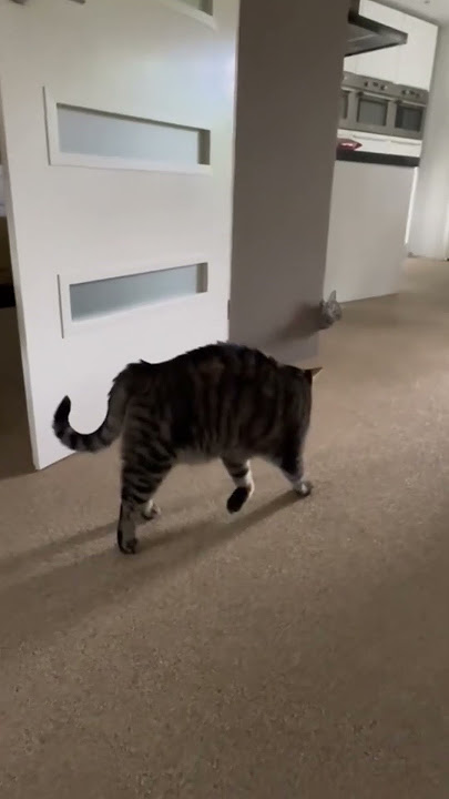 Funny prank on cats 😂 #shorts