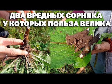 ЭТИ КОРНИ НУЖНЫ ВСЕМ/ ЛЕЧЕБНЫЙ КОФЕ /ЗАГОТАВЛИВАЕМ ОСЕНЬ И ВЕСНА  ЛОПУХ  ОДУВАНЧИК