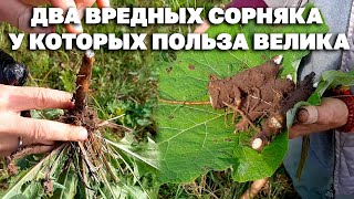 ЭТИ КОРНИ НУЖНЫ ВСЕМ/ ЛЕЧЕБНЫЙ КОФЕ /ЗАГОТАВЛИВАЕМ ОСЕНЬ И ВЕСНА  ЛОПУХ  ОДУВАНЧИК