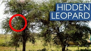 Can You Spot The Hidden Leopard In These Photos?