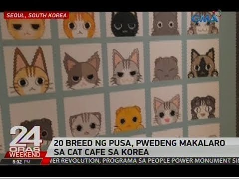 Video: Mga Tampok Ng Karakter At Sikolohiya Ng Mga Pusa