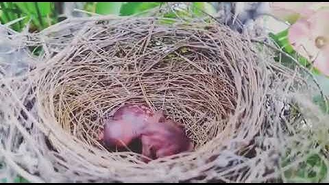 Weaver Bird Egg! weaner Bird Fallen Nest ! Birds Egg ! Fallen Eggs From birds Nest #Angry #shorts