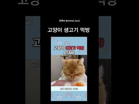 고양이 생고기 먹방 #냥이 #개냥이 #먹방