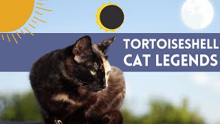 The Legend Of Tortoiseshell Cats  Separate MYTHS From REALITY