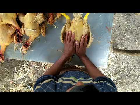 Video: Cómo Pelar Un Pollo