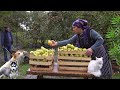 Harvesting Pears and Preserving for the Winter, Village Cooking Vlog