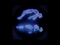 [FREE] Playboi Carti Type Beat  "halo"