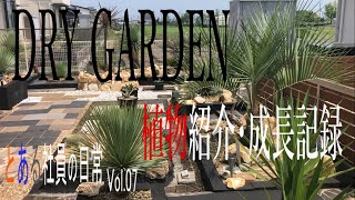 ドライガーデン 植物紹介 成長記録 - YouTube