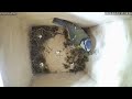 Live Bird Box Stream - Hampshire UK
