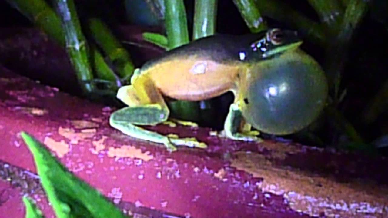 Dainty Green Treefrog (Litoria gracilenta) males calling 2