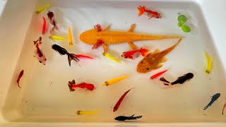 Most Amazing Catch Colorful Ornamental Fish, Axolotl, Turtle, Radtang, Spadefish, Angel, Koi, Tetra