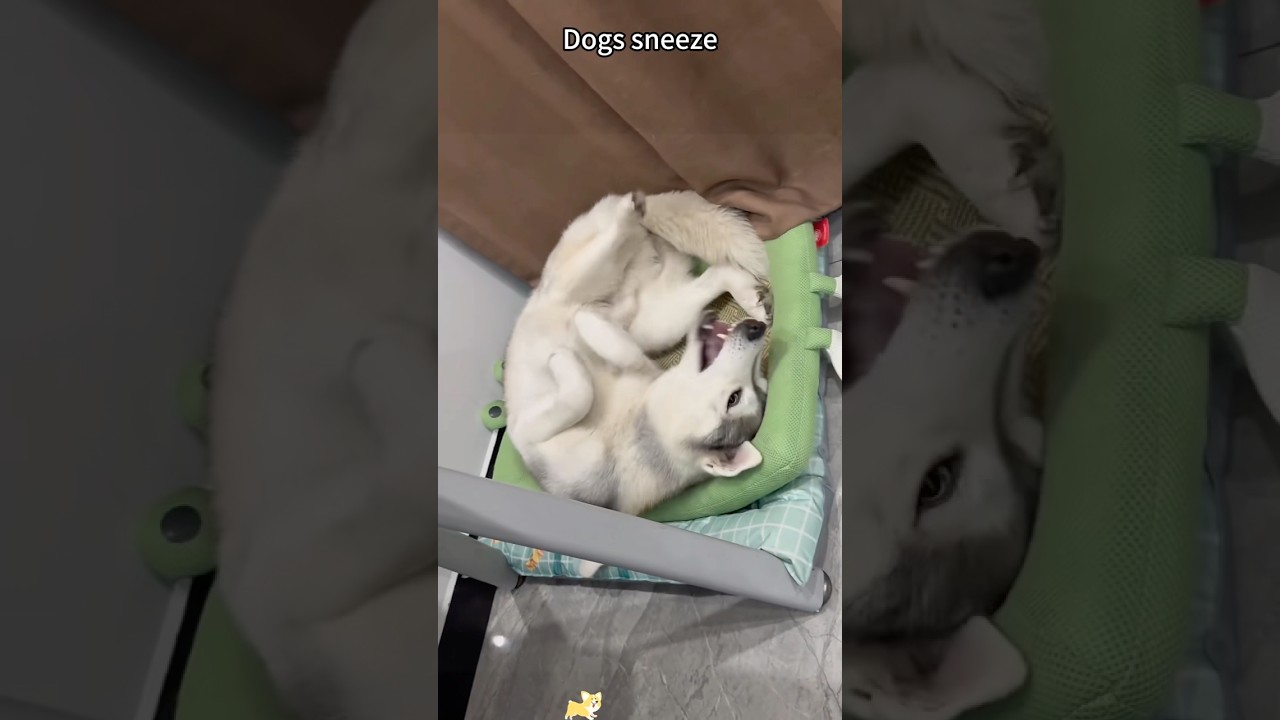 Dogs sneeze 